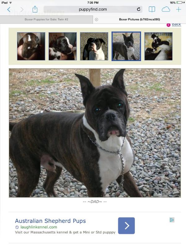 Lilac Lane's Hollywood Zander | Boxer 