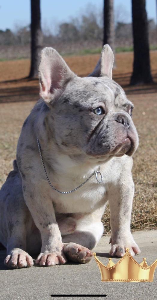 DIAMONDS STP SIR VON LANCELOT | French Bulldog 