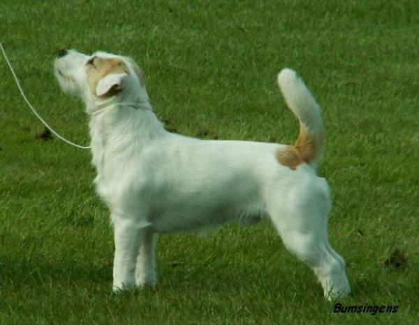 Attractive Arnold S Of Mayo Land | Jack Russell Terrier 