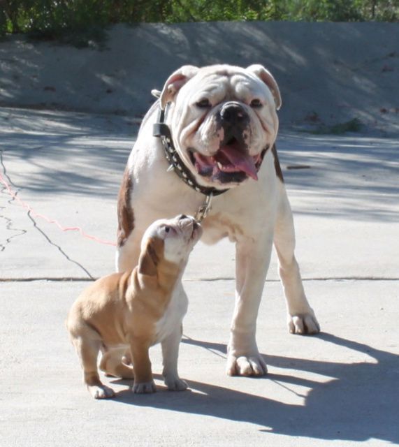 Doublewide's Spyder | Olde English Bulldogge 