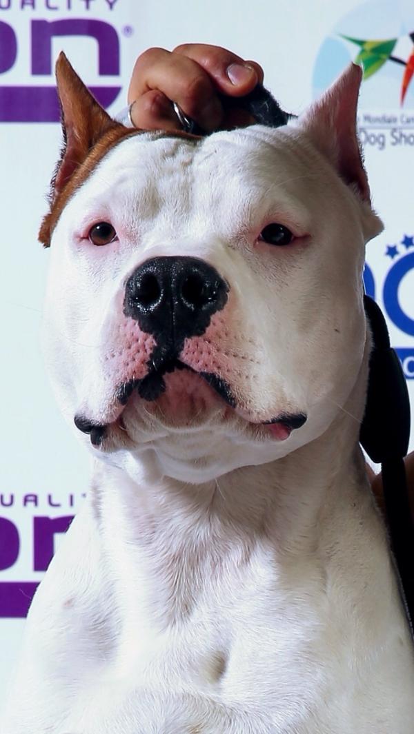 thai knuckle ride | American Staffordshire Terrier 