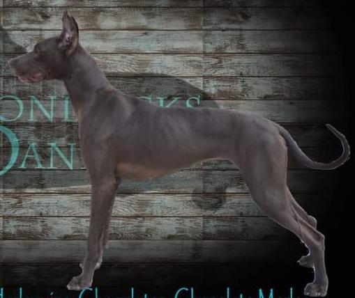 Wisedane Royal Kahlua Of Boondocks | Great Dane 