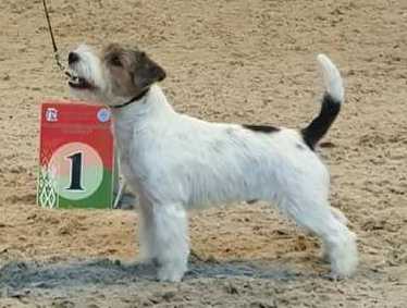 RUDOLF VALENTINO | Jack Russell Terrier 