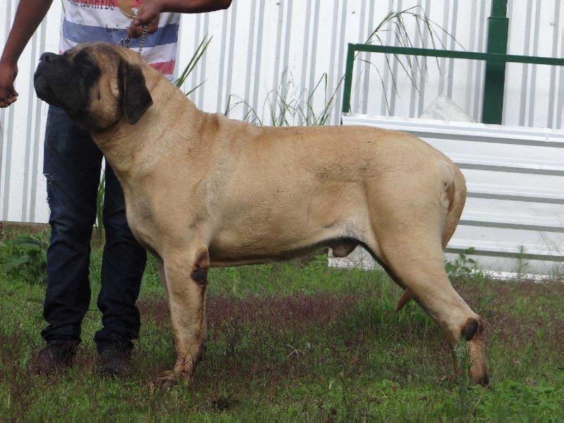 ROYAL BLOOD PAUL POGBA | Mastiff 