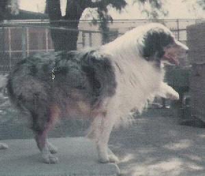 Evans Regal Spice | Australian Shepherd 