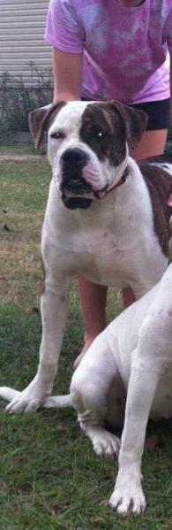 Harrison's Jesse | American Bulldog 