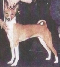 Fallohide Zinderella Liberty | Basenji 