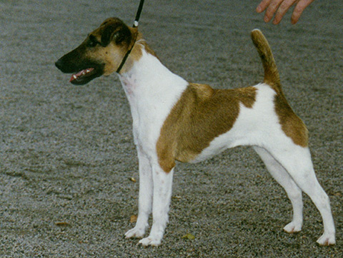 Betti-Boom de los Leones del Partal | Smooth Fox Terrier 