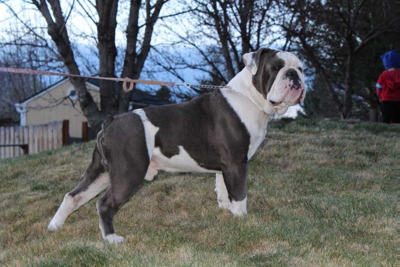 Blue Legend Bully Buster | Olde English Bulldogge 