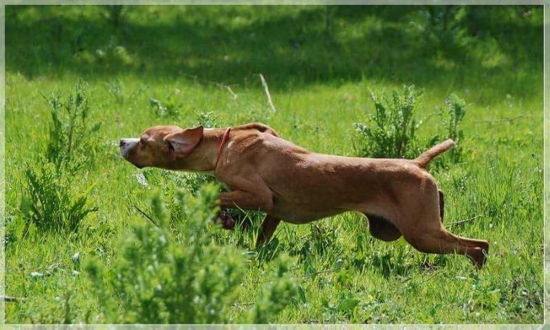 Baga da Quinta das Gias | Portuguese Pointer 