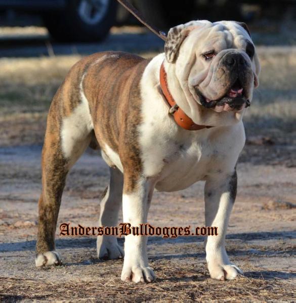 Anderson's Joe Cool | Olde English Bulldogge 