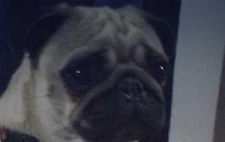 Sonmeza Big | Pug 