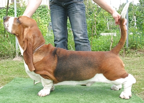 Pincalonga Oster | Basset Hound 