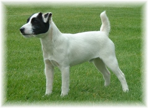 Spirit Valleys Hot Diggety | Parson Russell Terrier 