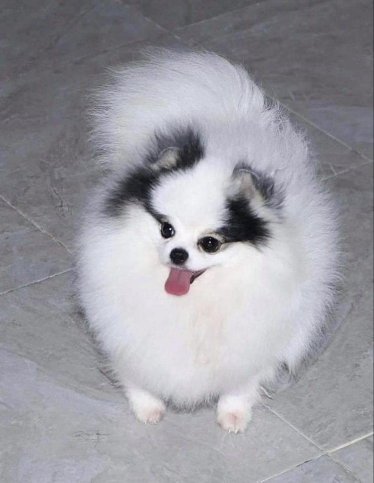 TALLAR | Pomeranian 