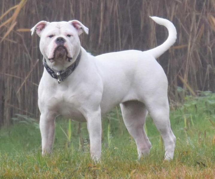 No name Bulls Parijs | Olde English Bulldogge 