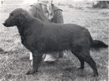 Wood Lass | Flat-Coated Retriever 