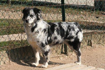 WINSLOW'S LITTLE BLUE BONNET | Australian Shepherd 