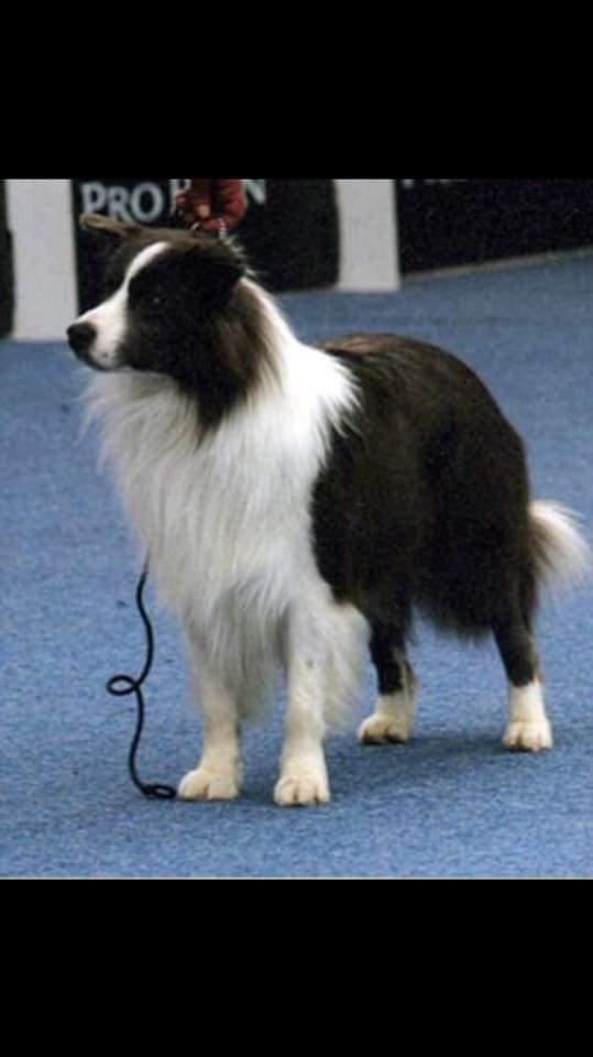 Casper (QUEIJEIRO/CESARMAN) | Border Collie 