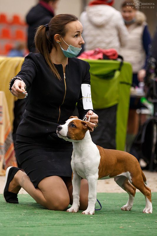 Staffisfaction Zip Your Lip And Run | American Staffordshire Terrier 