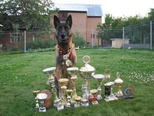 Fameux des Leus Chapellois | Belgian Malinois 