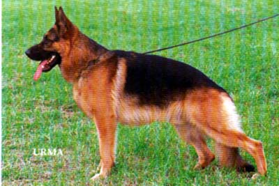 Kanto vom Insterburger-Cristallo | German Shepherd Dog 