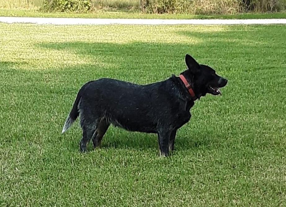 Shrum's Roxie | Australian Cattle Dog 