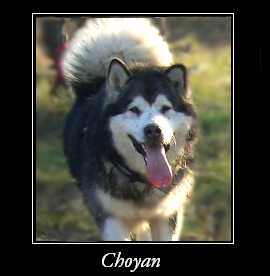 MAYO CHOYAN` CHAQUI Yakima | Alaskan Malamute 