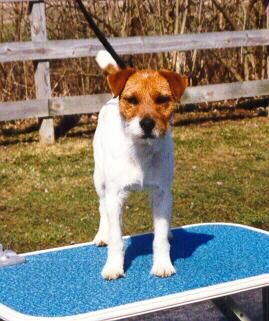 Howlbeck Lazy Daisy | Jack Russell Terrier 