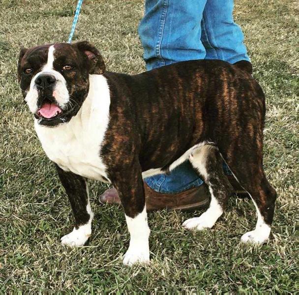 Monster's K'Ehleyr | Olde English Bulldogge 