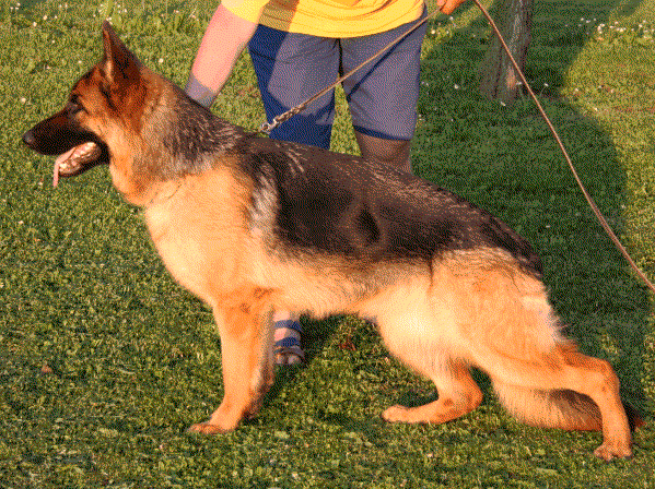 Alida aus Agrigento | German Shepherd Dog 