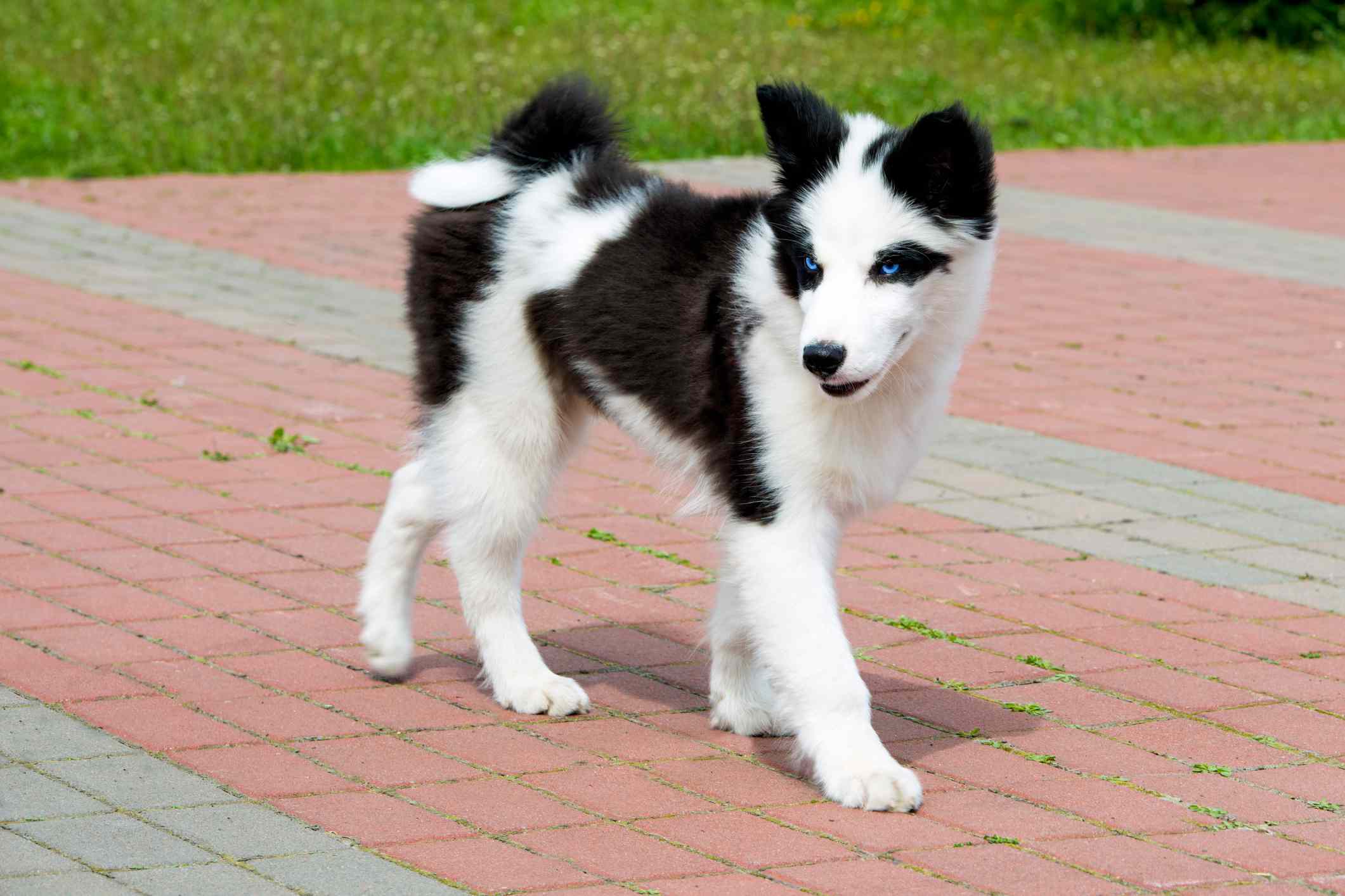 Yakutian Laika