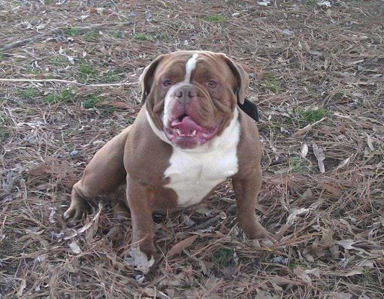 Mildwest Slade | Olde English Bulldogge 