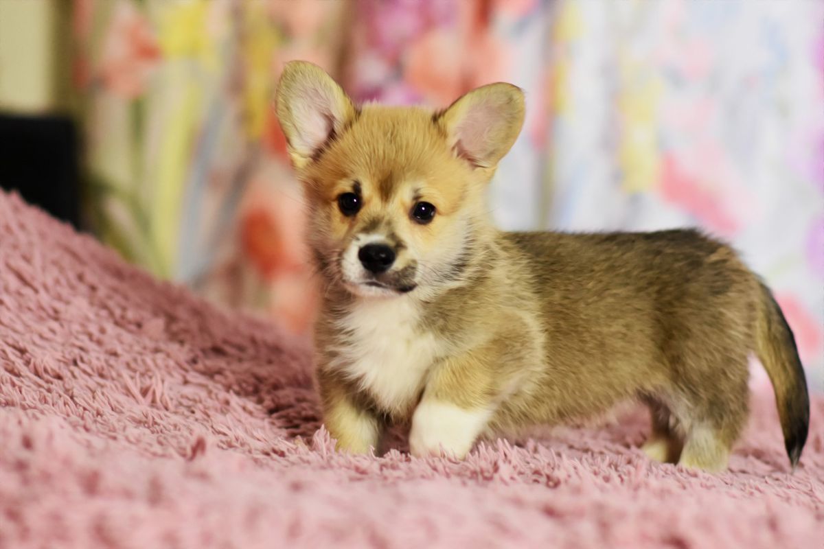ART RAEN’S GUDVIN | Pembroke Welsh Corgi 