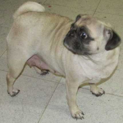 Hanna Nougl´s | Pug 