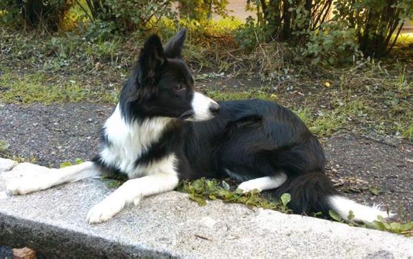 Bowie the Sunflower Royal Fellow | Border Collie 