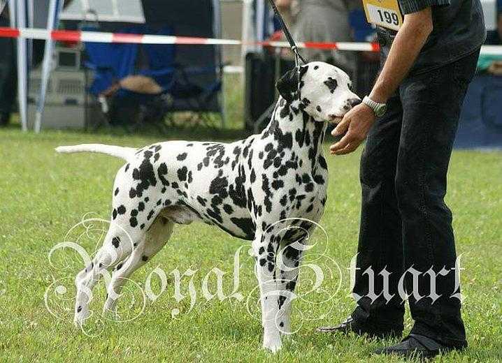 Leander vom Gramzower Kloster | Dalmatian 