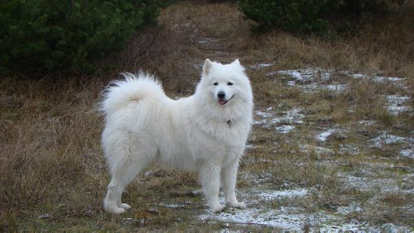 Charlotte be Proto | Samoyed 