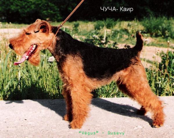 Chucha Kair | Welsh Terrier 