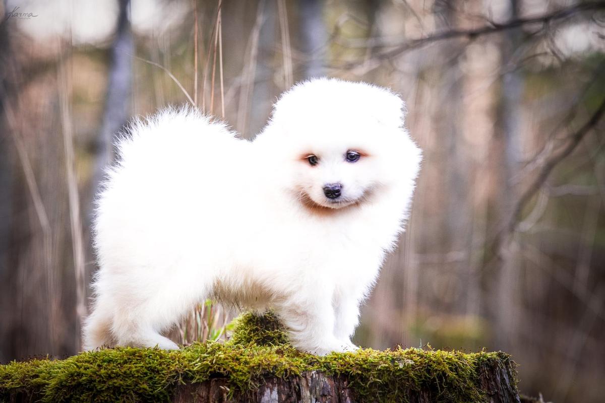 Penktas Elementas Invented by Nobel | Samoyed 