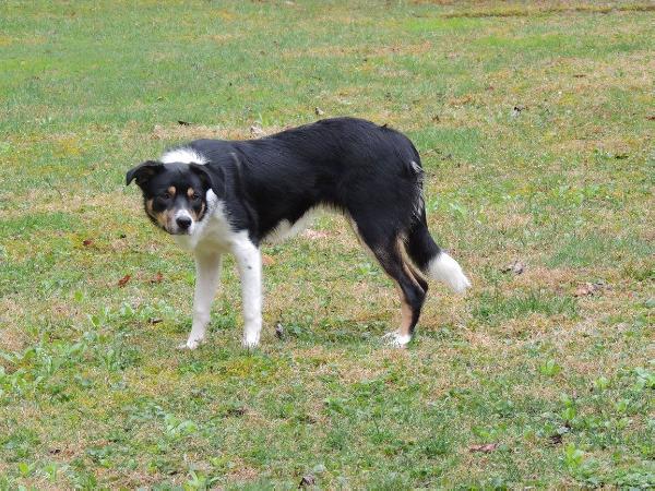 Crow ABC 410508 | Border Collie 