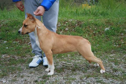Katyusha Womack Frank's Kennel | American Staffordshire Terrier 