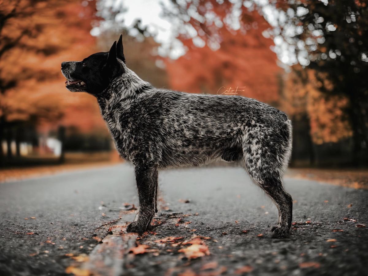 Fox’s Finest Cinch | Australian Cattle Dog 