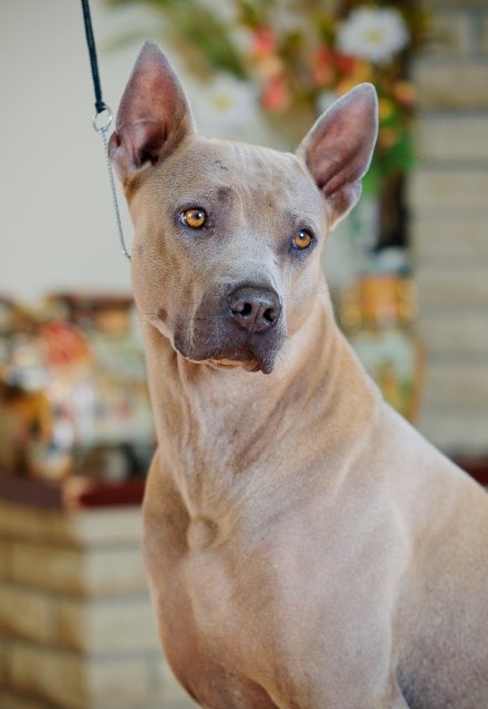 Bai thong of noppakao | Thai Ridgeback 