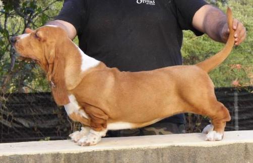 Felismina da Quinta da Alfarrobeira | Basset Hound 