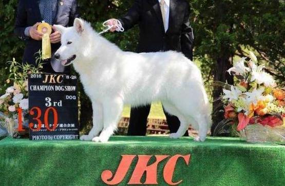 Saffioraire Eastern Emperor | White Swiss Shepherd Dog 