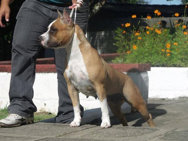 Tora TK do Wytorias Kennel | American Staffordshire Terrier 