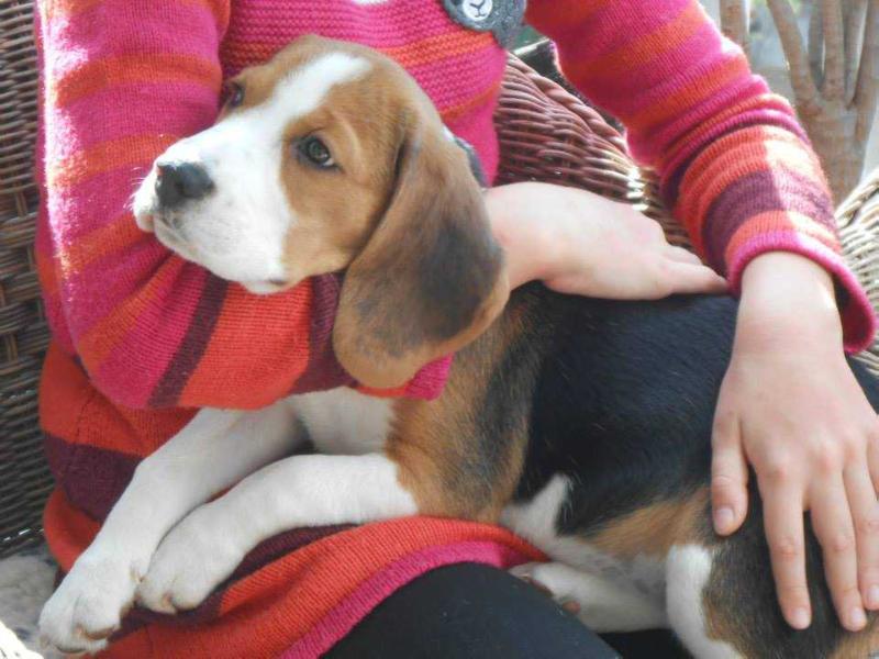 Diósgyori-Ozugró Chester | Beagle 