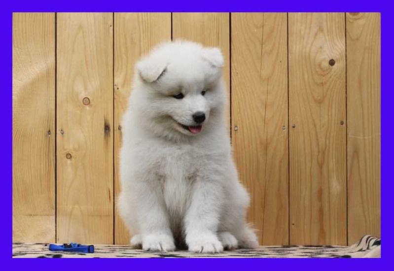 DREAMY BARNEY Gold warden | Samoyed 