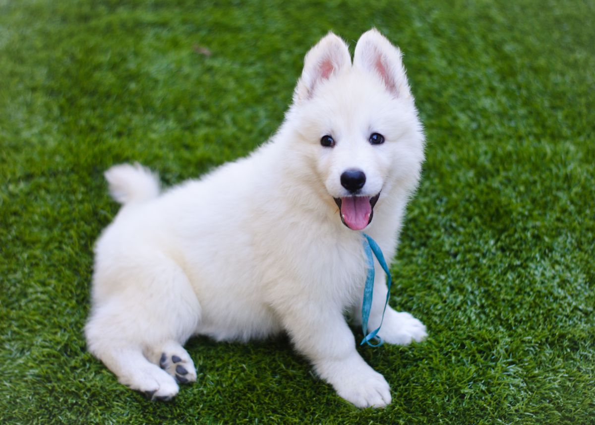 Don aus Fontschweizer | White Swiss Shepherd Dog 